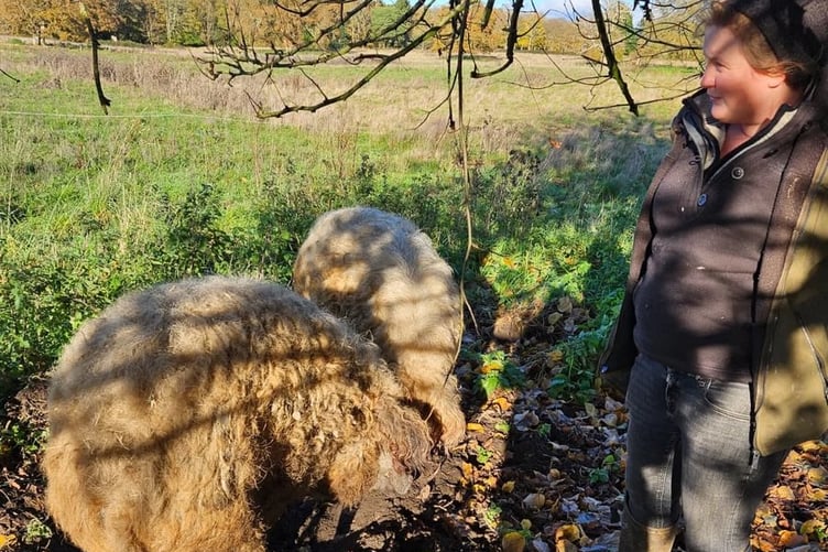 Sprite and Tango with Farmer Kayleigh Robb