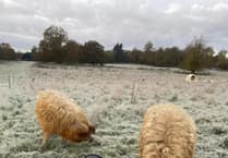 Pig pair Sprite and Tango hog the limelight as they leave Birdworld farm