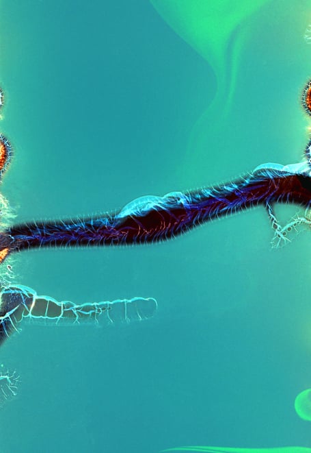 Elizabeth Ransom work produced using film soup on chromaluxe dye-sublimation metal.