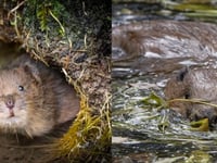 How voles and beavers are making a comeback in the South Downs