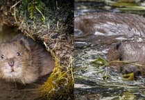 How voles and beavers are making a comeback in the South Downs