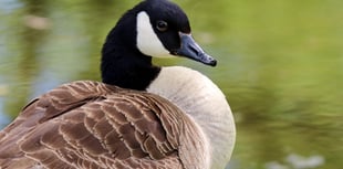 Goose dies and mate injured in shooting at pond