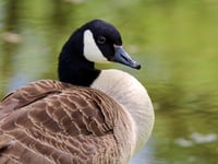 Goose dies and mate injured in shooting at pond