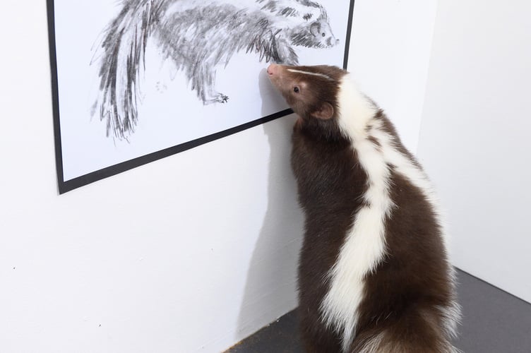 Lilly Skunk UCA portrait