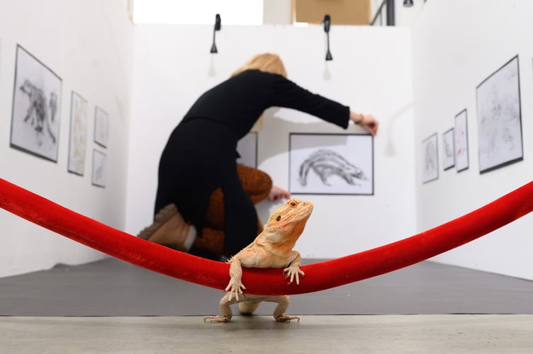Draco Dragon UCA Animal Exhibition