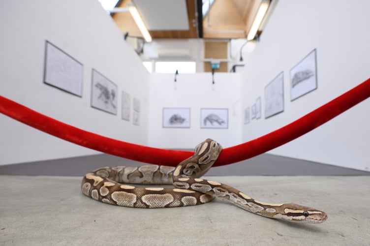 Snake UCA portrait exhibition