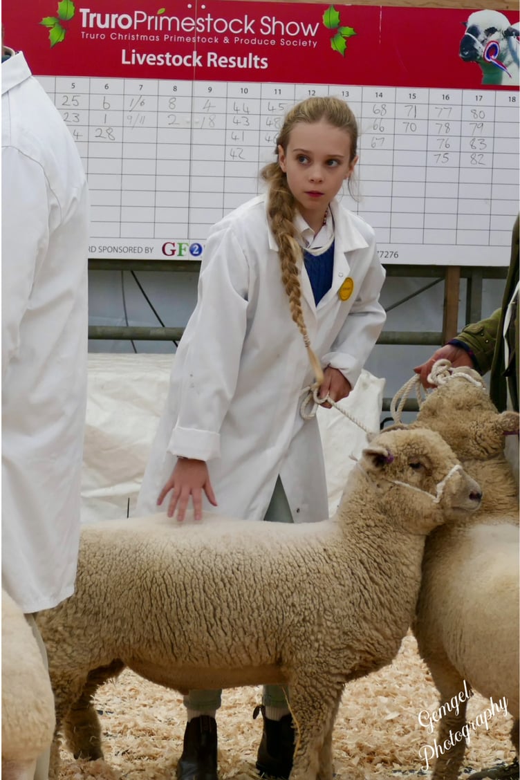 A young handler at Truro Primestock Show