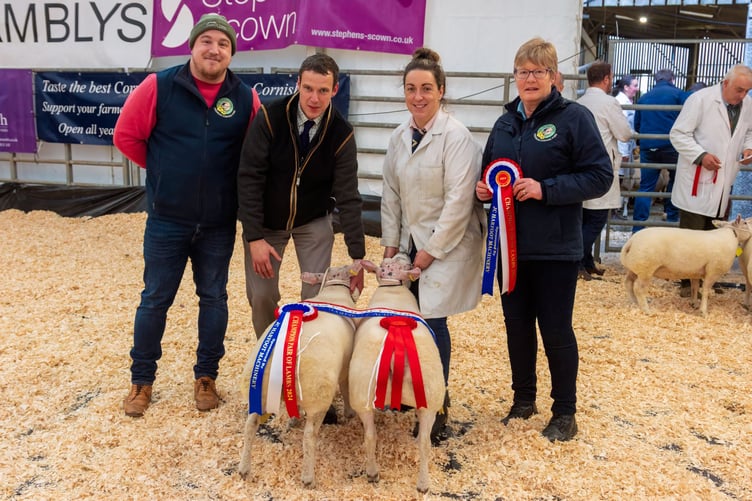 The champion pair of ewes