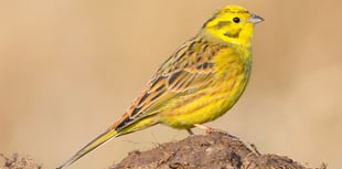 Wynde of Change: From Russia with love as Little Bunting flies in