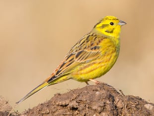 Wynde of Change: From Russia with love as Little Bunting flies in