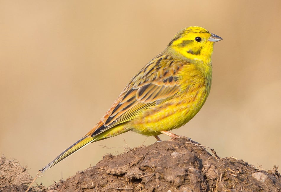 <p>The Yellowhammer has been a bright visitor to Tice's Meadow this autumn</p>