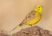 Wynde of Change: From Russia with love as Little Bunting appears at Tice's