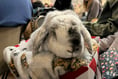 A dog's chorus at cathedral