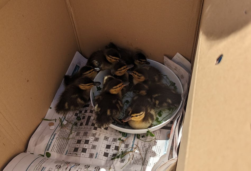 <p>The ducklings after being rescued </p>