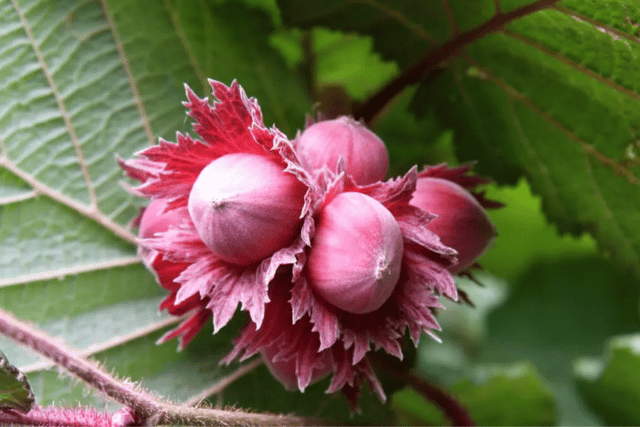 Buy a fruit tree for the garden at a bargain price