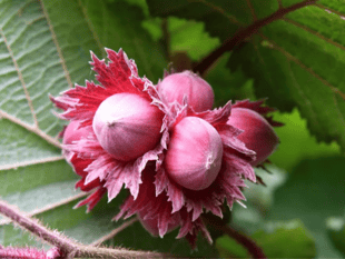 Buy a fruit tree for the garden at a bargain price