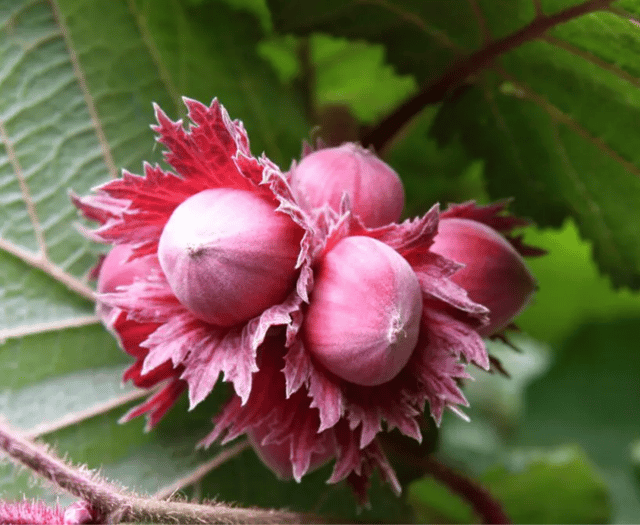Buy a fruit tree for the garden at a bargain price