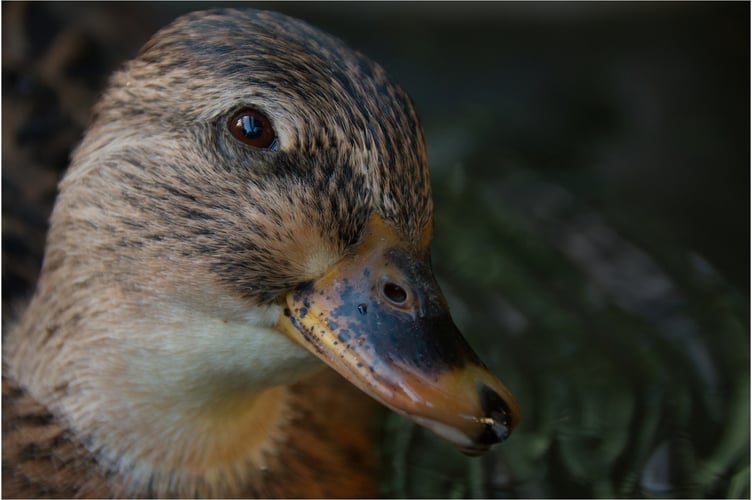 Bird.