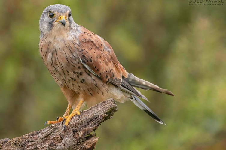 Kestrel.
