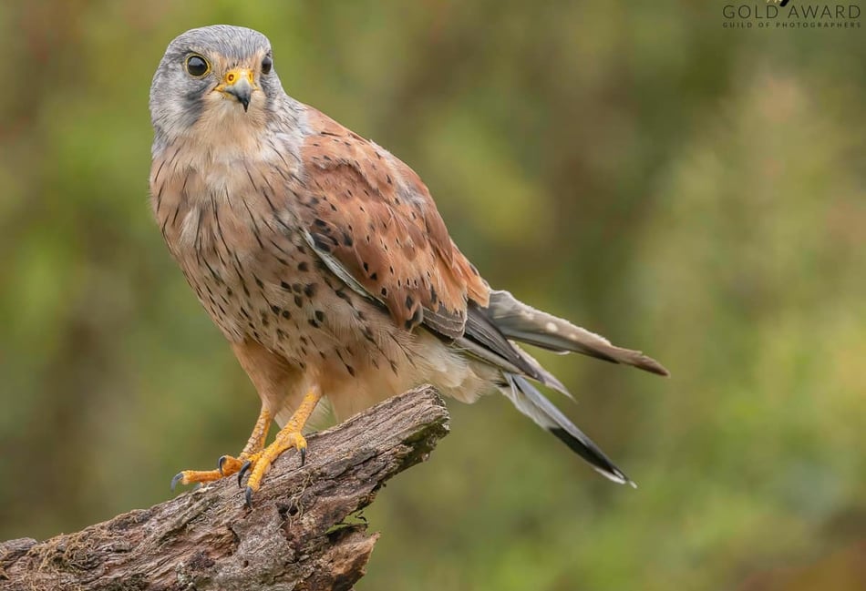 <p>Paul Booker's Guild of Photographers gold award winning image, Kestrel</p>