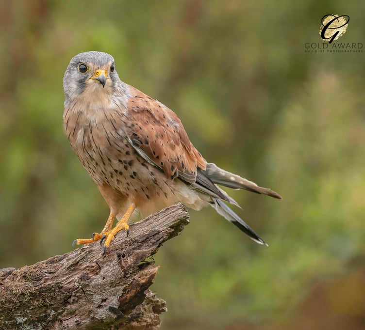 Kestrel.