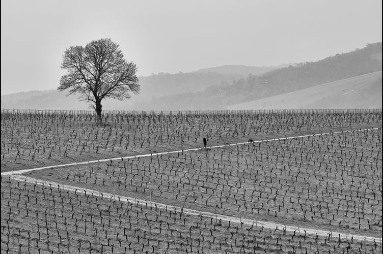 Winter landscape.