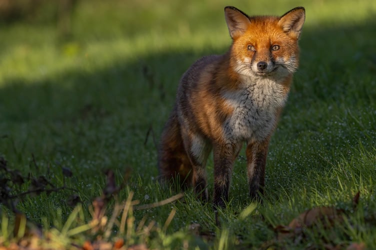 Fox.