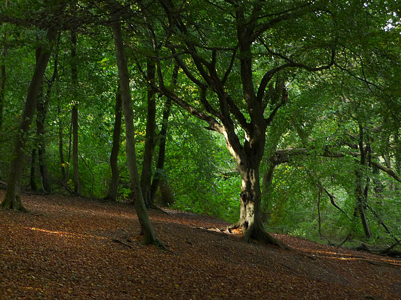 <p>John Newland, horn-blower to the ‘Selborne mob’, is said to have hid from the law among the beeches of Selborne Hanger according to local legend.</p>