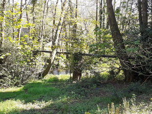 Ecological disaster hangs over River Wey