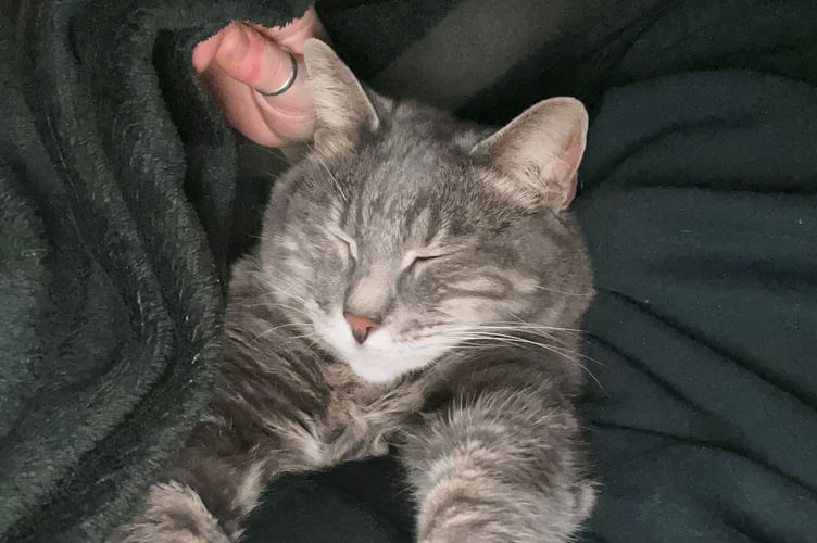 Nala, RSPCA Hants & Surrey Border Branch