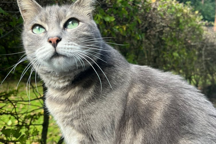 Nala, RSPCA Hants & Surrey Border Branch