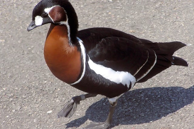 Wynde of Change: Geese who missed a rare visitor to Tice's Meadow?