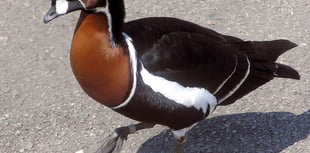 Wynde of Change: Geese who missed a rare visitor to Tice's Meadow?