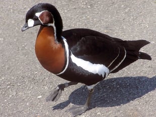 Wynde of Change: Geese who missed a rare visitor to Tice's Meadow?