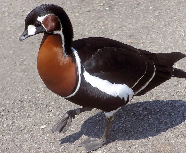 Wynde of Change: Geese who missed a rare visitor to Tice's Meadow?
