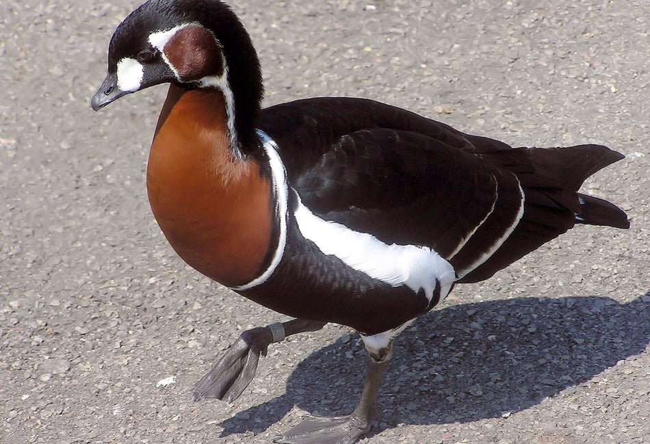 <p>Rumour had it the super-rare red-breasted goose dropped into Tice's Meadow, but Alan Wynde is unconvinced.</p>