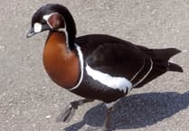 Wynde of Change: Geese who missed a rare visitor to Tice's Meadow?