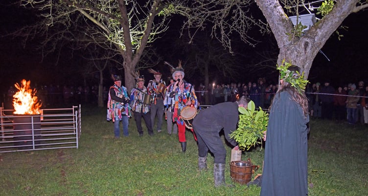 Preparing to place toast soaked in mulled cider in the branches of Sheppy's apple trees. PHOTO: Alain Lockyer.