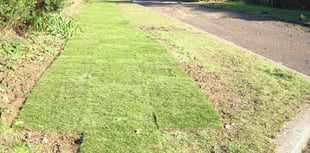 Widow's shock at sudden removal of hedge linked to late husband