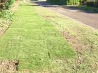Widow's shock at sudden removal of hedge linked to late husband