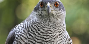 Wynde of Change: Twitchers at Tice's hoping for handsome visitor