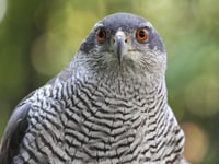 Wynde of Change: Twitchers at Tice's hoping for handsome visitor