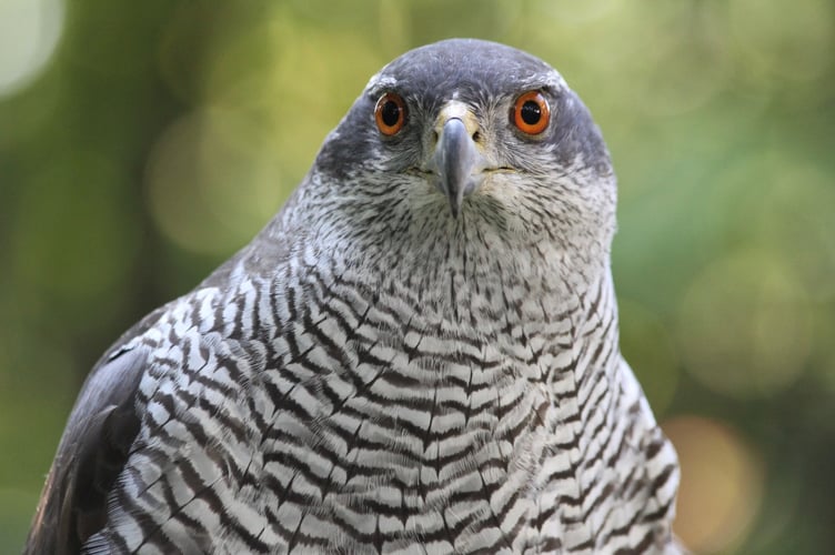 Goshawk Tice's Meadow