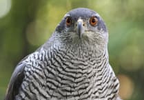 Wynde of Change: Twitchers at Tice's hoping for handsome visitor