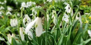 WATCH: See the beauty of Snowdrops at Gilbert White’s House & Gardens