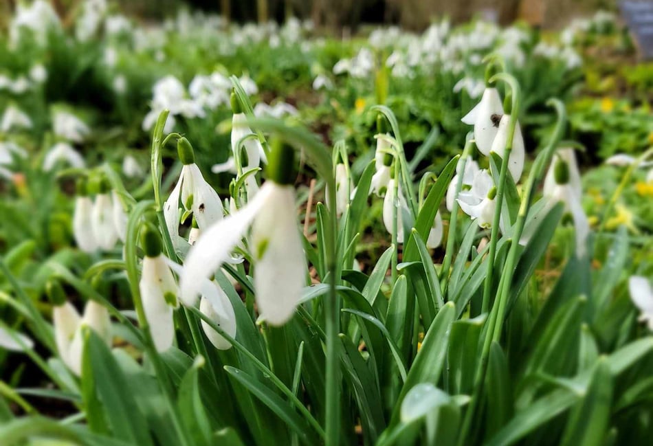 <p>Snowdrops are a must-see at the historic site every year</p>