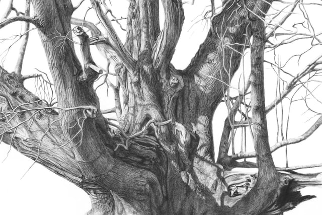 Beautiful nature drawings in charcoal on show at Gilbert White's House