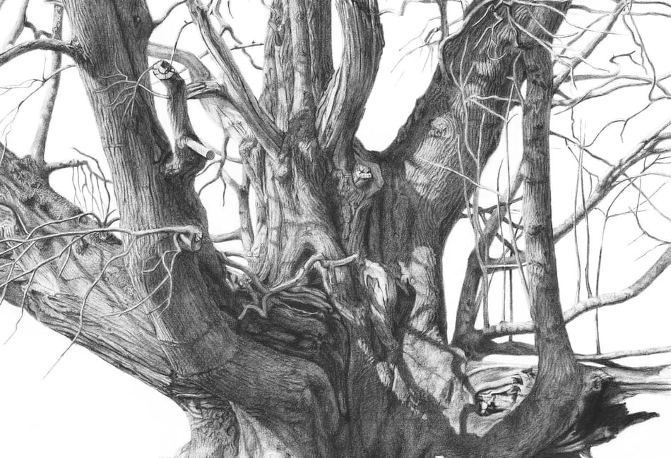 <p>The 'colossus at Cowdray Park' - a castanea sativa, or sweet chestnut, drawn by Nick McMillen</p>