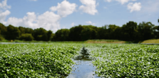 Watercress could become a vital  ingredient in NHS hospital meals