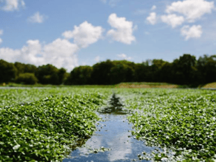 Watercress could become a vital  ingredient in NHS hospital meals